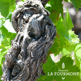DOMAINE LA FOURMONE